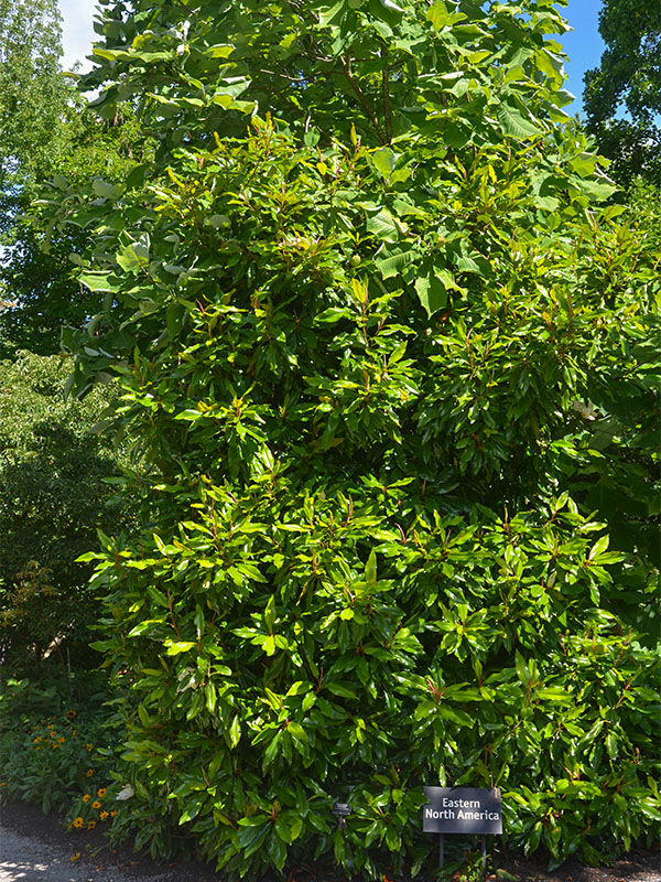 Magnolia-Monland-frm.jpg