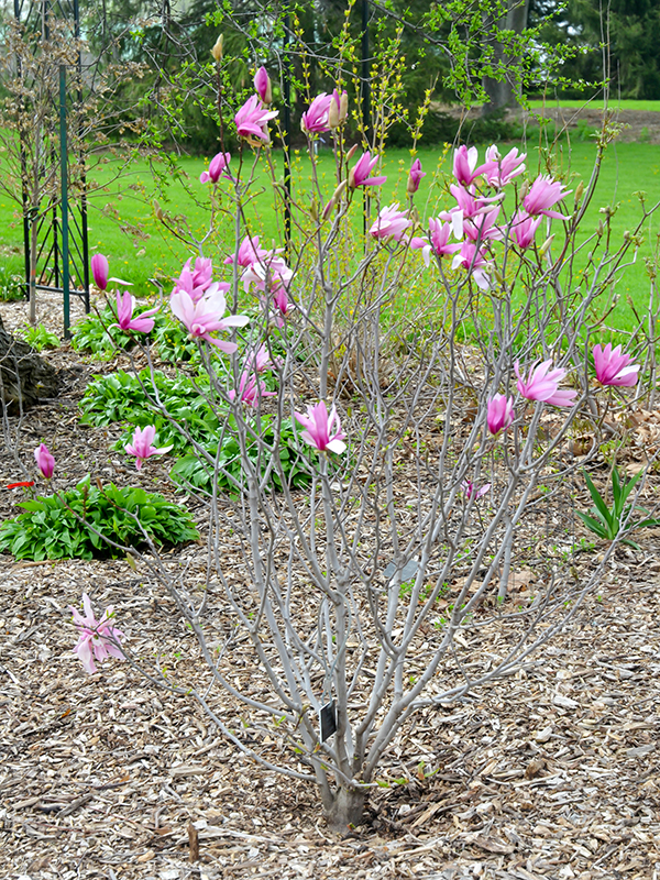 Magnolia 'Pinkie', form. The Mac Cuddy Botanic  Garden, Strathroy, Ontario, Canada.