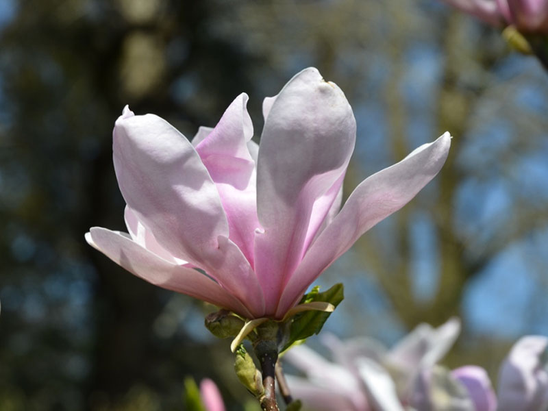 Magnolia 'Pinkie', flower. Burncoose Nursery and Gardens, Gwennap, Redruth, Cornwall, England.