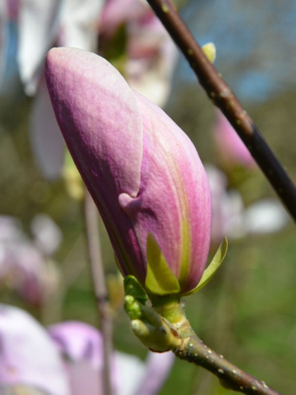 Magnolia 'Pinkie', emerging flower bud. Burncoose Nursery and Gardens, Gwennap, Redruth, Cornwall, England.