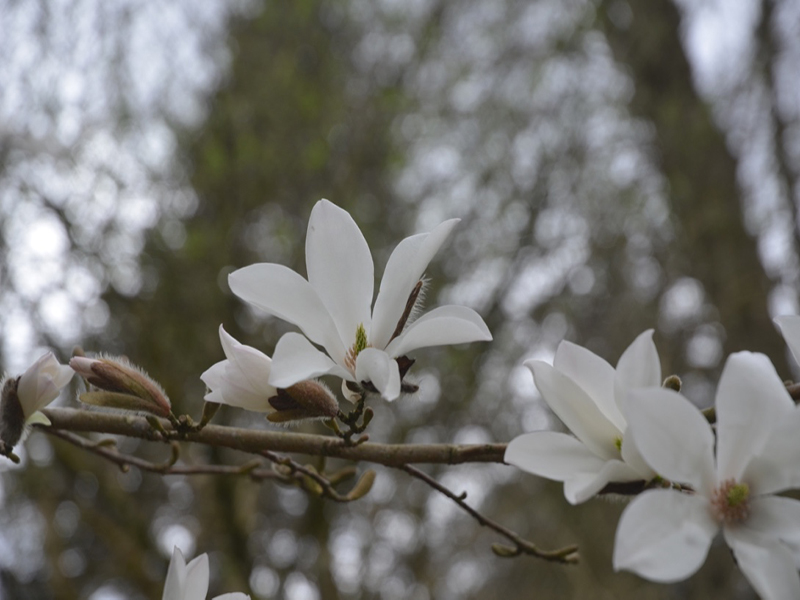 Magnolia × proctoriana, flower, Lanhydrock House and Garden, Bodmin, Cornwall, United Kingdom. 