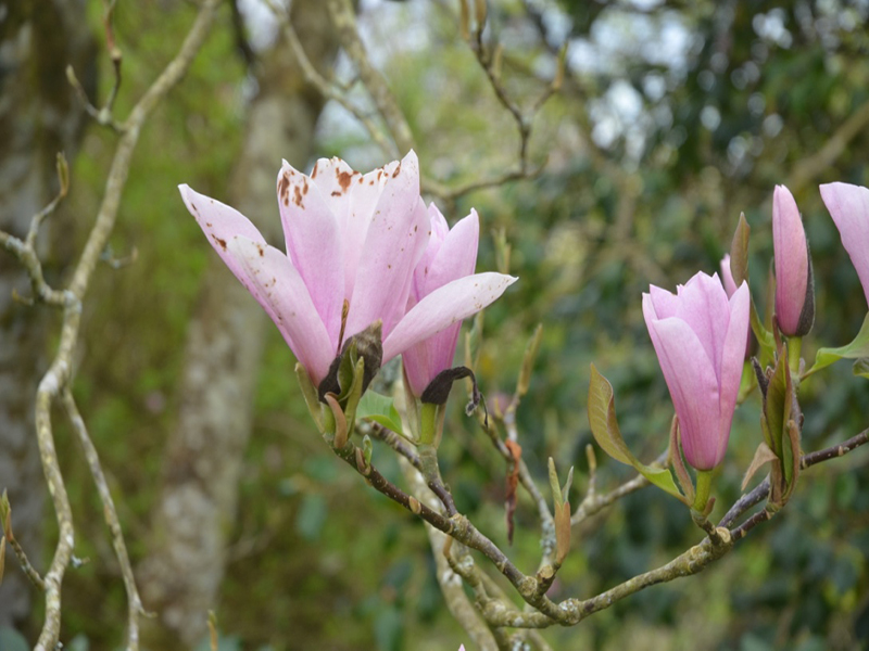 Magnolia 'Raspberry Ice', flower, Lanhydrock House and Garden, Bodmin, Cornwall, United Kingdom. 