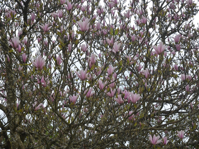 Magnolia 'Raspberry Ice', flower , Lanhydrock House and Garden, Bodmin, Cornwall, United Kingdom. 