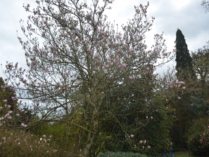 Magnolia 'Raspberry Ice', form, Lanhydrock House and Garden, Bodmin, Cornwall, United Kingdom. 