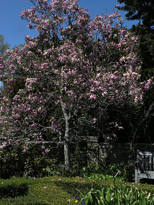 Magnolia-Ricki-frm-1.jpg