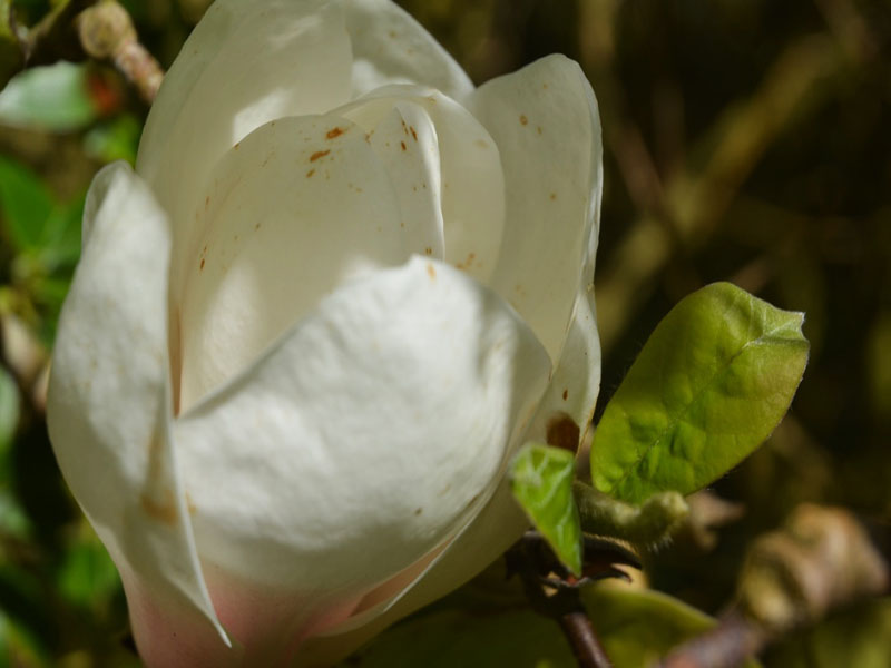 Magnolia ‘Roughed Alabaster’, flower. Caerhays Castle, Goran, Cornwall, United Kingdom.
