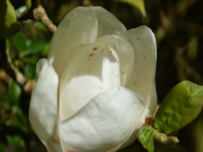 Magnolia ‘Roughed Alabaster’, flower. Caerhays Castle, Goran, Cornwall, United Kingdom.