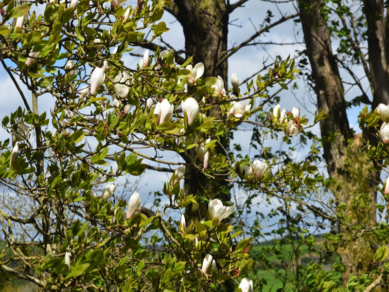 Magnolia ‘Roughed Alabaster’, form. Caerhays Castle, Goran, Cornwall, United Kingdom.