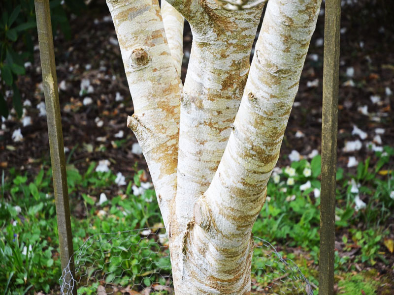 Magnolia ‘Shirazz’ bark. Caerhays Castle, Goran, Cornwall, United Kingdom.