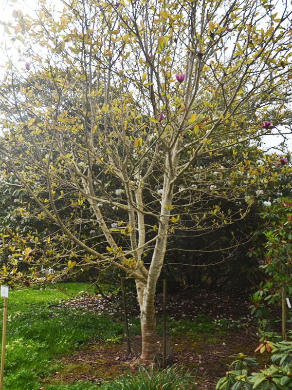 Magnolia ‘Shirazz’ form. Caerhays Castle, Goran, Cornwall, United Kingdom.