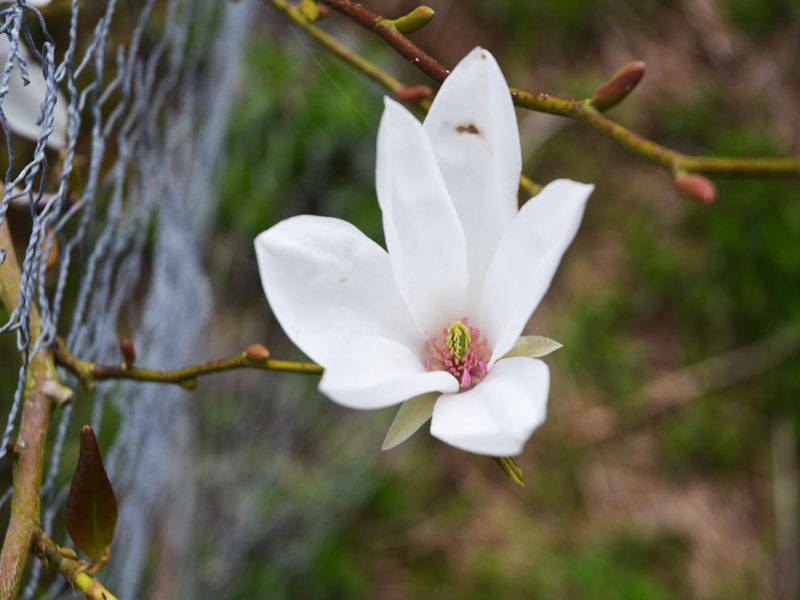 Magnolia ‘Slavins 44’, flower. Caerhays Castle, Goran, Cornwall, United Kingdom.