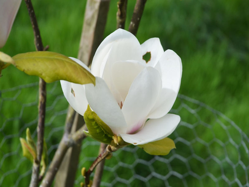 Magnolia ‘Spring Rite’, flower. Caerhays Castle, Goran, Cornwall, United Kingdom.