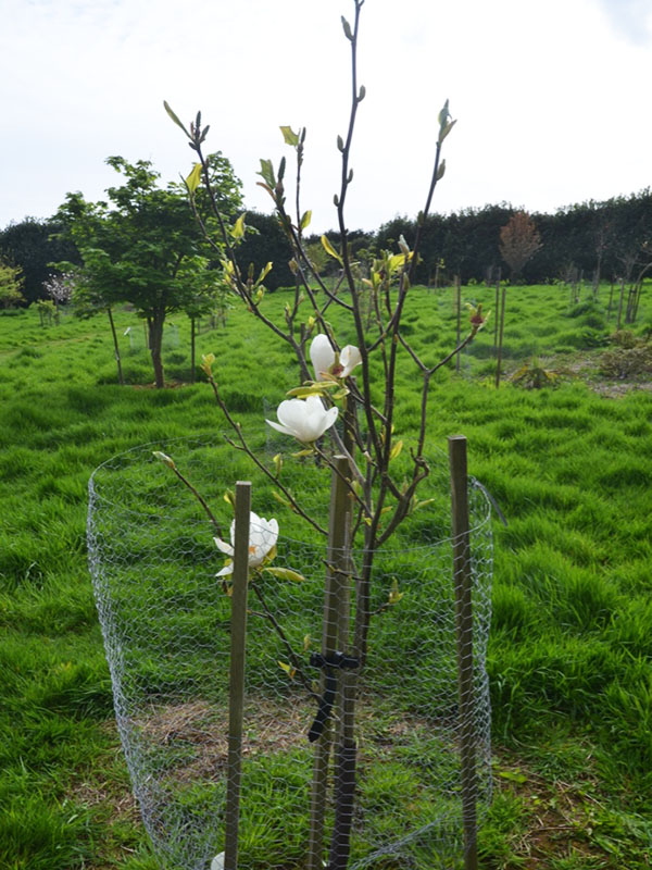 Magnolia ‘Spring Rite’, form. Caerhays Castle, Goran, Cornwall, United Kingdom.
