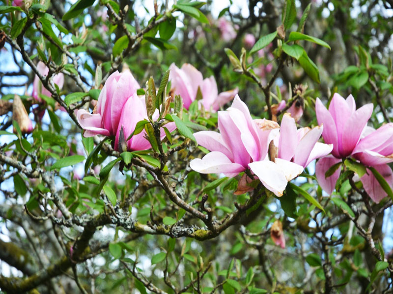 Magnolia ’Star Wars’, flower. Caerhays Castle, Goran, Cornwall, United Kingdom.