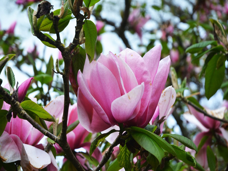 Magnolia ’Star Wars’, flower. Caerhays Castle, Goran, Cornwall, United Kingdom.