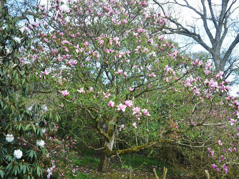 Magnolia ’Star Wars’, form. Caerhays Castle, Goran, Cornwall, United Kingdom.