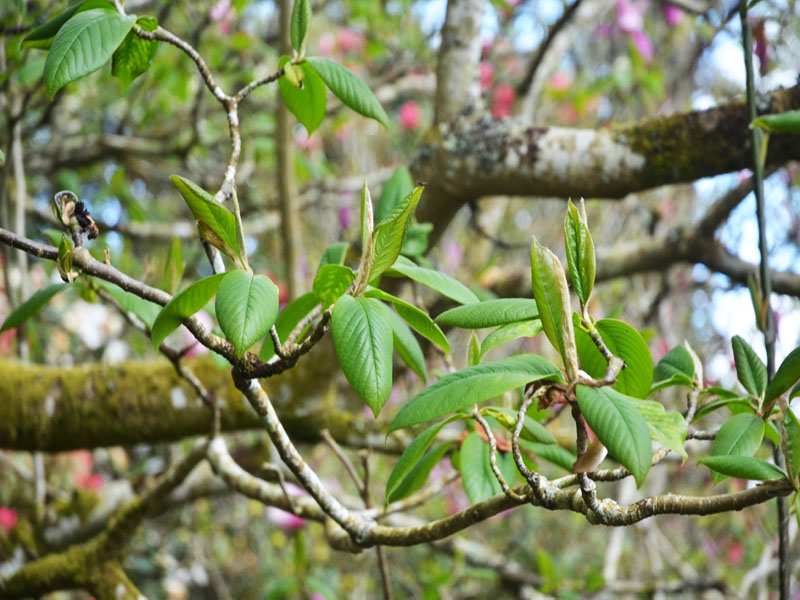Magnolia ’Star Wars’, leaf. Caerhays Castle, Goran, Cornwall, United Kingdom.