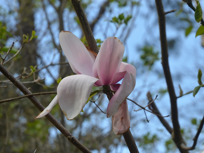 Magnolia ’Star Wars’, flower. National Trust Trelissick Garden, Feock, near Truro, Cornwall, United Kingdom. 