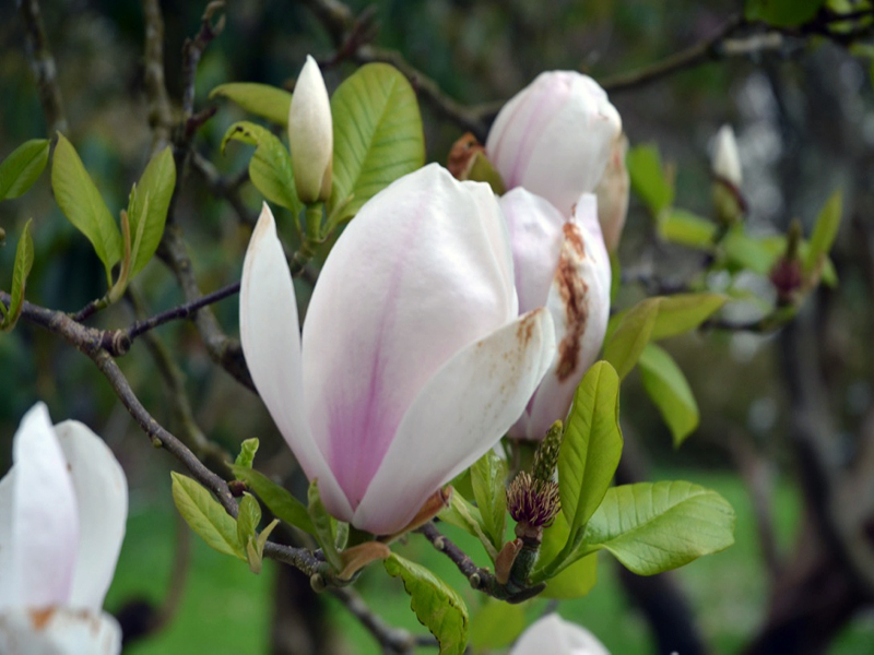 Magnolia 'Sundew', flower, Lanhydrock House and Garden, Bodmin, Cornwall, United Kingdom. 