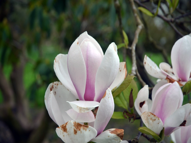 Magnolia 'Sundew', flower, Lanhydrock House and Garden, Bodmin, Cornwall, United Kingdom. 