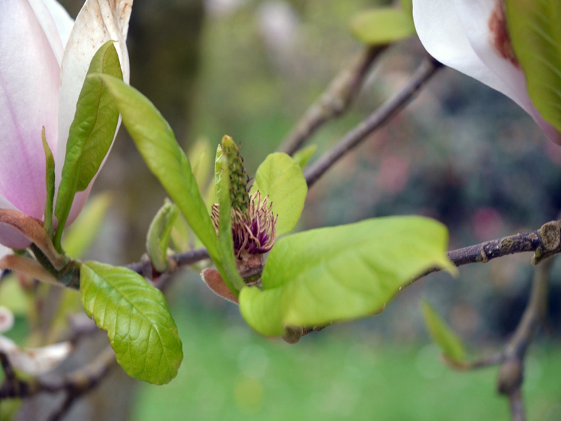 Magnolia 'Sundew', fruit, Lanhydrock House and Garden, Bodmin, Cornwall, United Kingdom. 