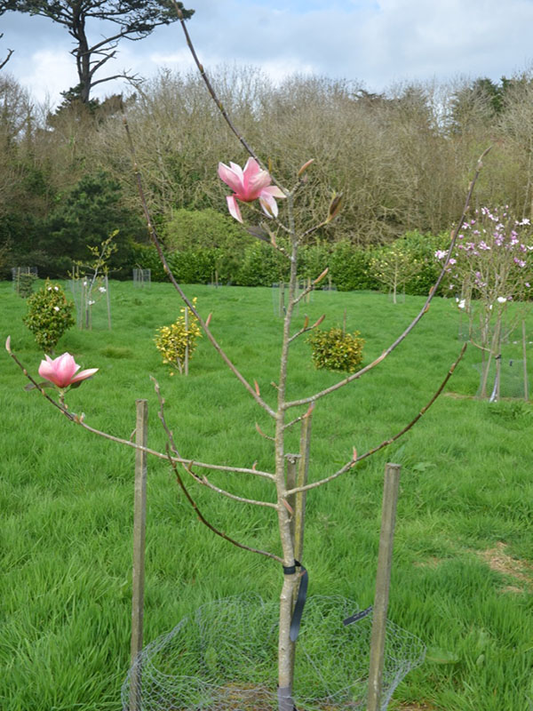 Magnolia 'Sunset Swirl', form, Caerhays Castle, Goran, Cornwall, United Kingdom.