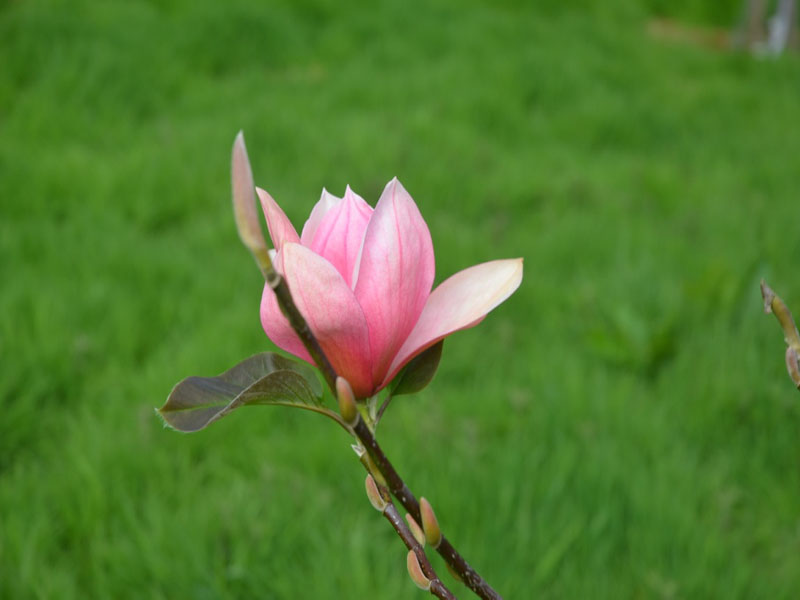 Magnolia 'Sunset Swirl', flower, Caerhays Castle, Goran, Cornwall, United Kingdom.