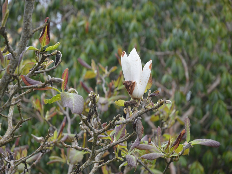 Magnolia 'Sweet Sixteen', flower, Caerhays Castle, Goran, Cornwall, United Kingdom.