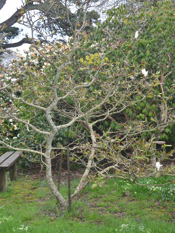 Magnolia 'Sweet Sixteen', form, Caerhays Castle, Goran, Cornwall, United Kingdom.