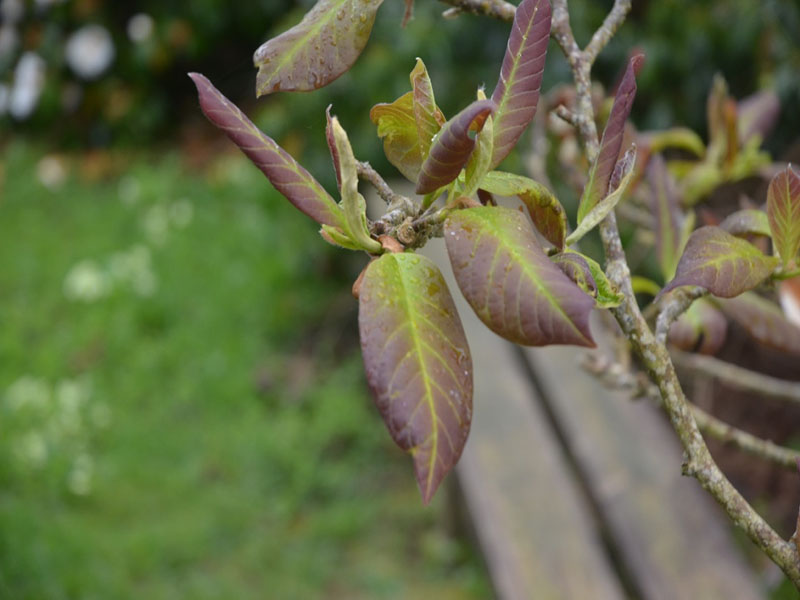 Magnolia 'Sweet Sixteen', leaf, Caerhays Castle, Goran, Cornwall, United Kingdom.