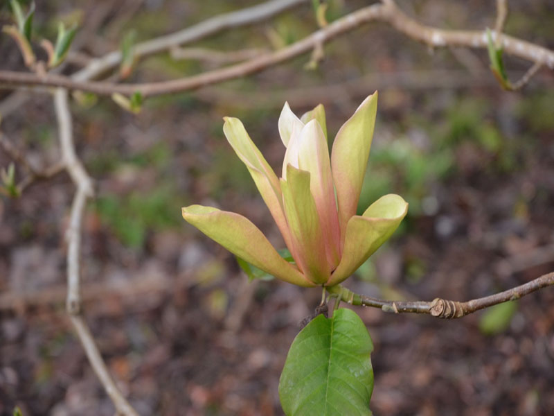 Magnolia 'Tropicana', flower, Caerhays Castle, Goran, Cornwall, United Kingdom.