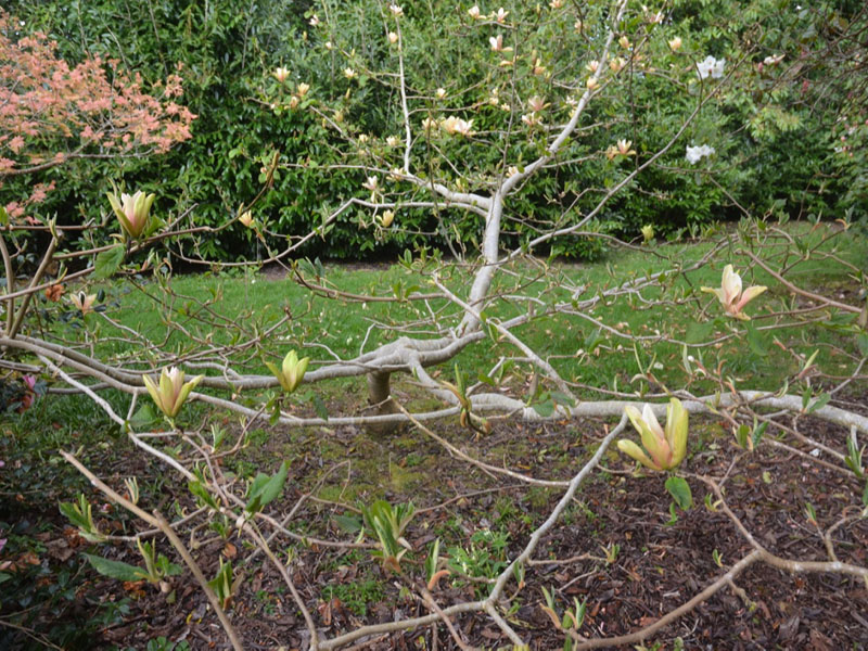 Magnolia-Tropicana-cc-frm1