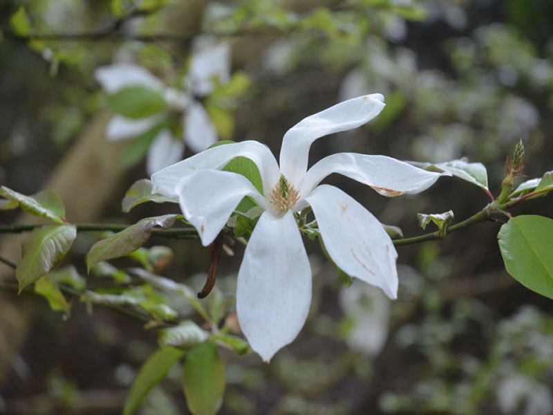 Magnolia 'Wada's Memory', flower. Caerhays Castle, Goran, Cornwall, United Kingdom.