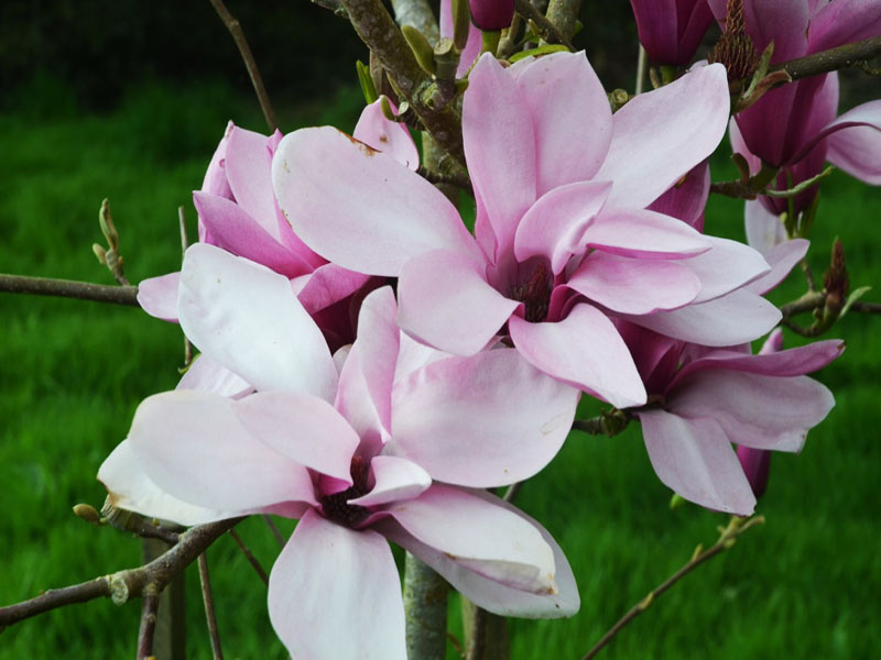 Magnolia ’Yaiku’, flower. Caerhays Castle, Goran, Cornwall, United Kingdom.