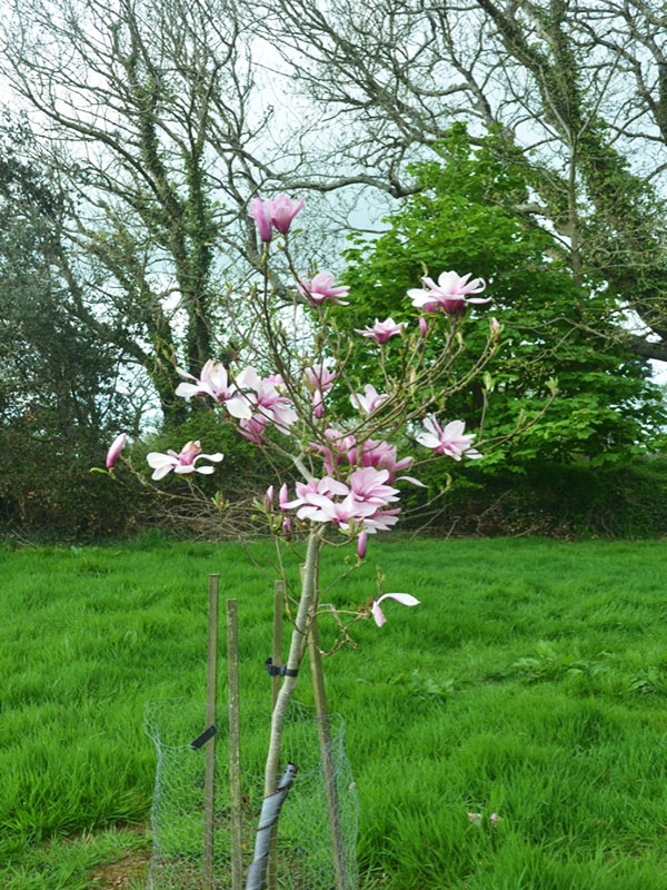 Magnolia ’Yaiku’, form. Caerhays Castle, Goran, Cornwall, United Kingdom.