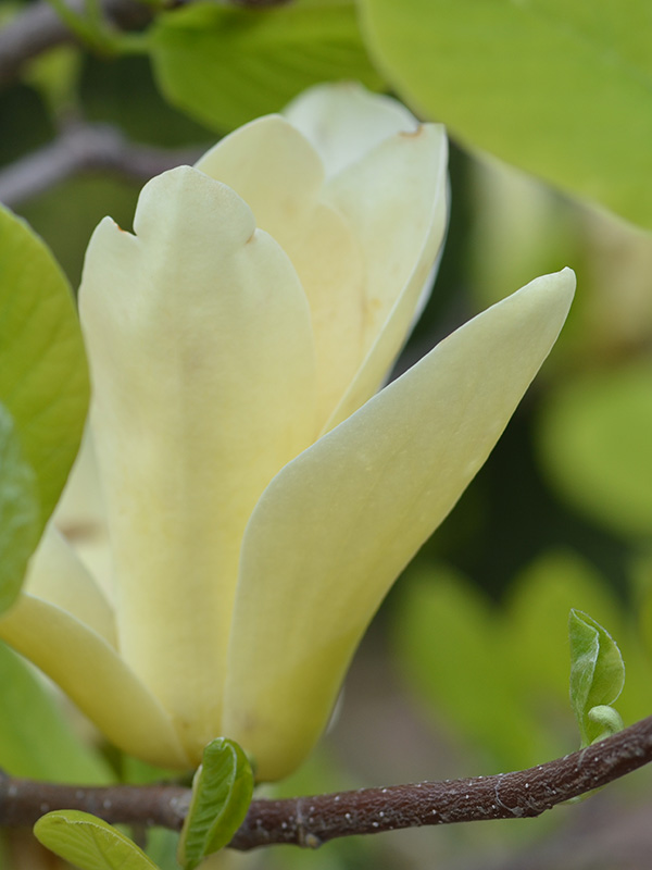 Magnolia-Yellow-Garland-cuddy-flw-1.jpg