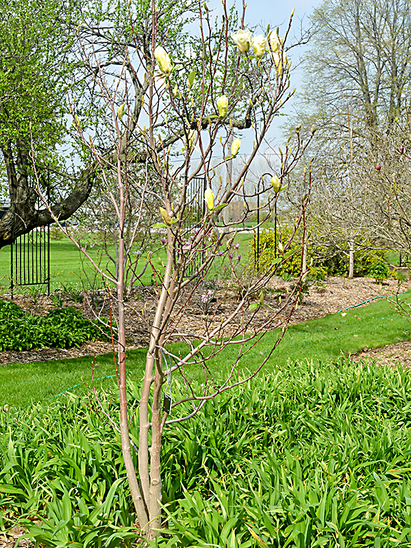 Magnolia-Yellow-Lantern-cuddy-form-1.jpg