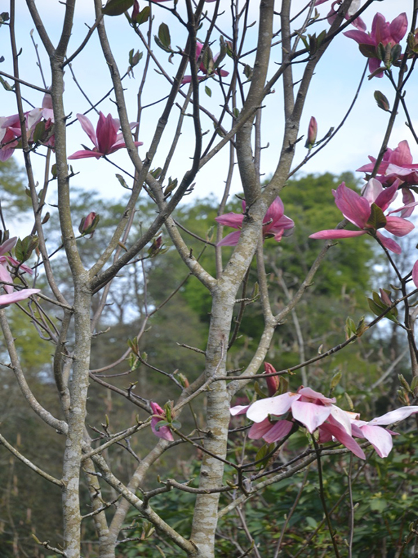 Magnolia Yucheia, flower bud, Caerhays Castle, Goran, Cornwall, United Kingdom.