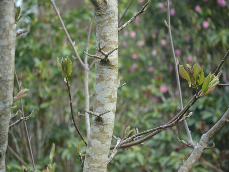 Magnolia Yucheia, bark, Caerhays Castle, Goran, Cornwall, United Kingdom.