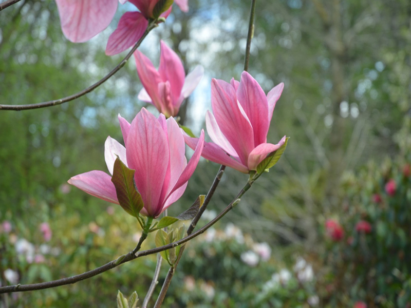 Magnolia Yucheia, flower, Caerhays Castle, Goran, Cornwall, United Kingdom.