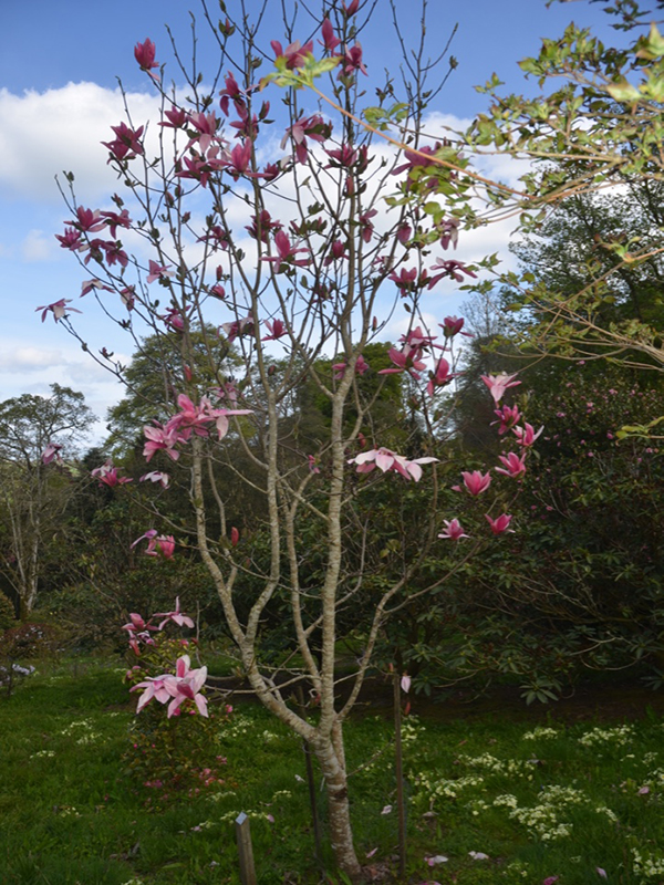 Magnolia Yucheia, form, Caerhays Castle, Goran, Cornwall, United Kingdom.