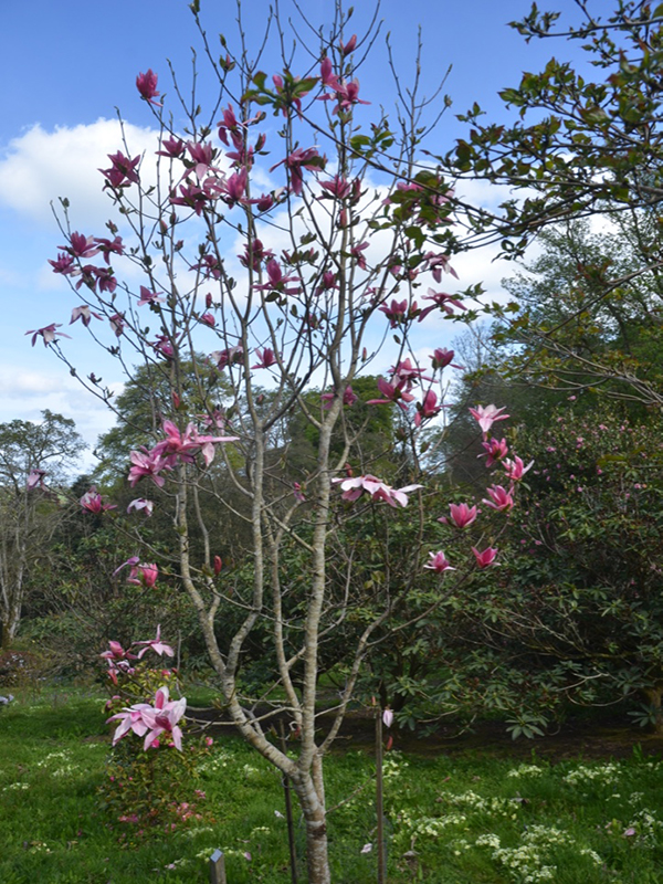 Magnolia Yucheia, form, Caerhays Castle, Goran, Cornwall, United Kingdom.