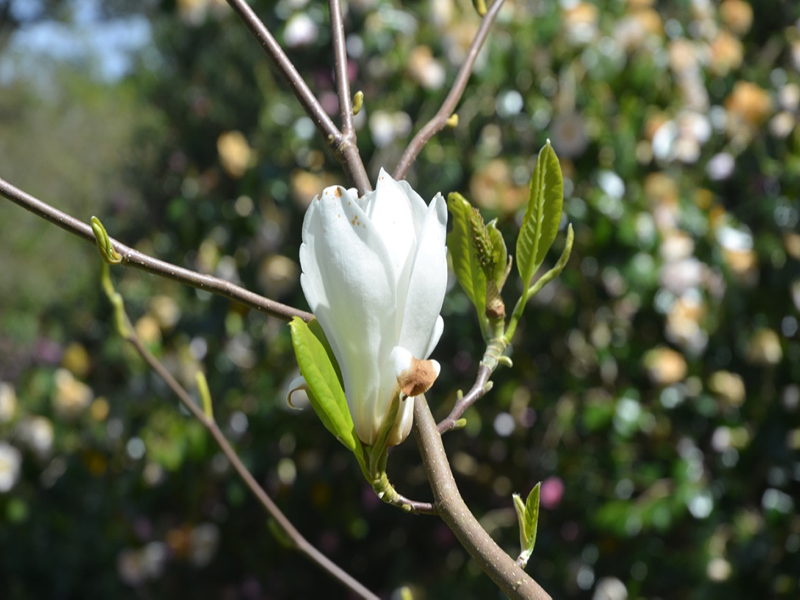 Magnolia 'Zu Shan', flower, Caerhays Castle, Goran, Cornwall, United Kingdom.
