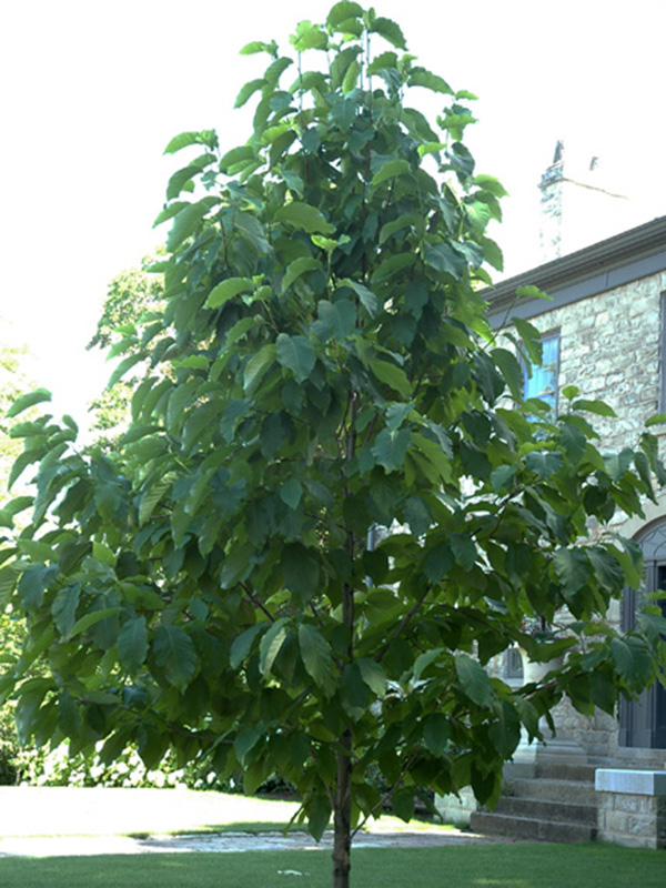 Magnolia-acuminata-RBG-frm-1.JPG