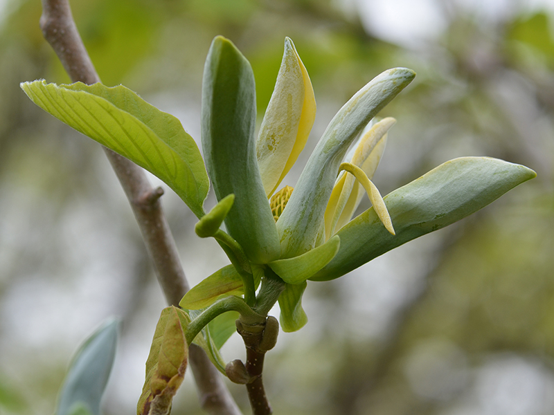 Magnolia-acuminata-Seiju-cuddy-flw-2.jpg