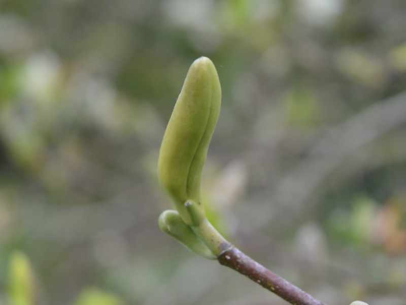 Magnolia acuminata x denudata 'Sundance', bud. Caerhays Castle, Goran, Cornwall, United Kingdom.