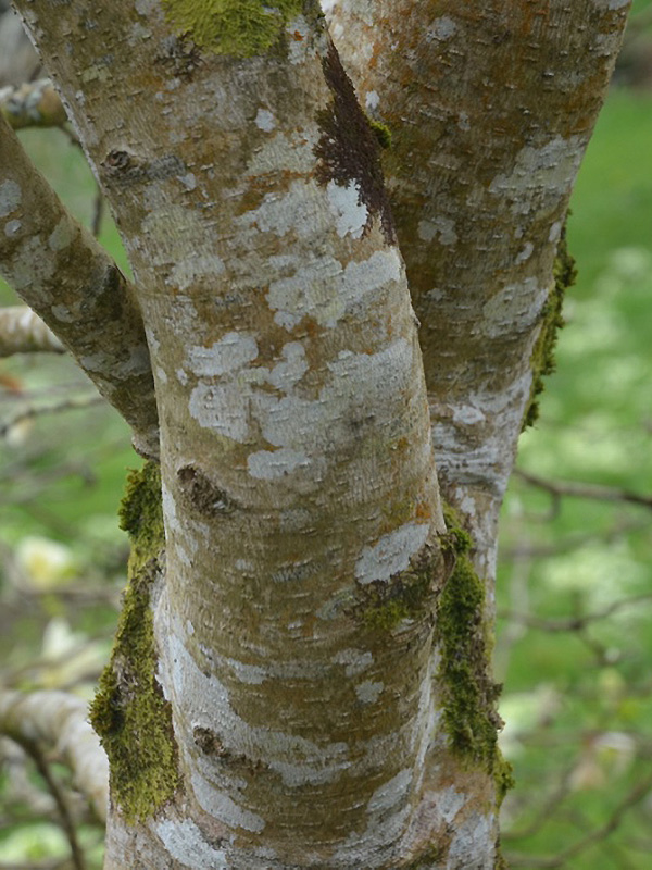 Magnolia acuminata x denudata 'Sundance', bark. Caerhays Castle, Goran, Cornwall, United Kingdom.