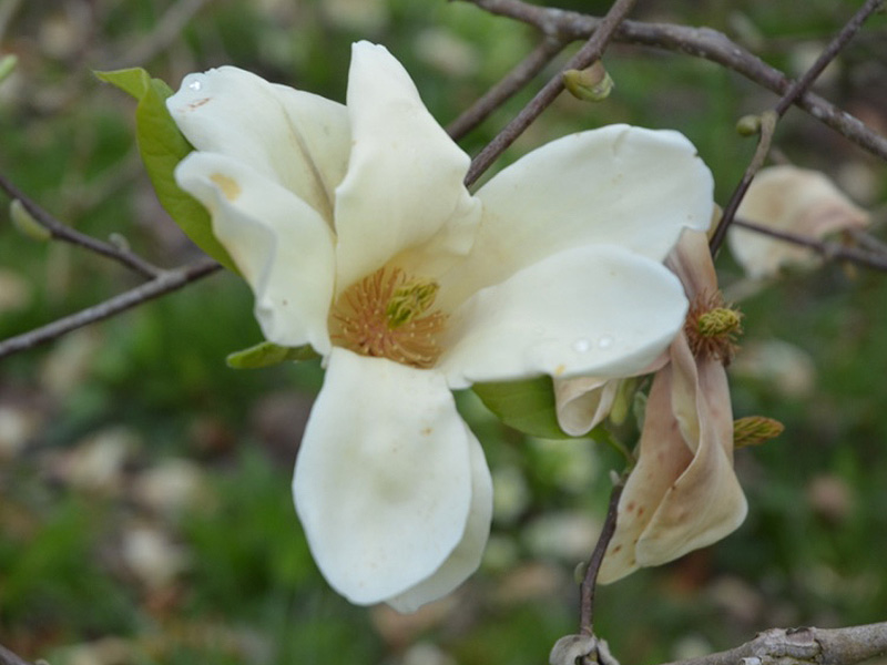 Magnolia acuminata x denudata 'Sundance', flower. Caerhays Castle, Goran, Cornwall, United Kingdom.