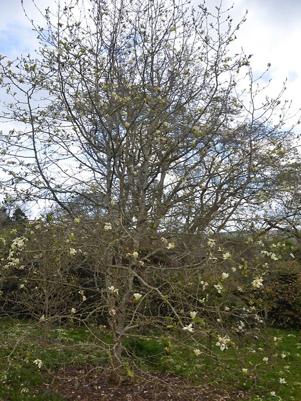 Magnolia acuminata x denudata 'Sundance', form. Caerhays Castle, Goran, Cornwall, United Kingdom.