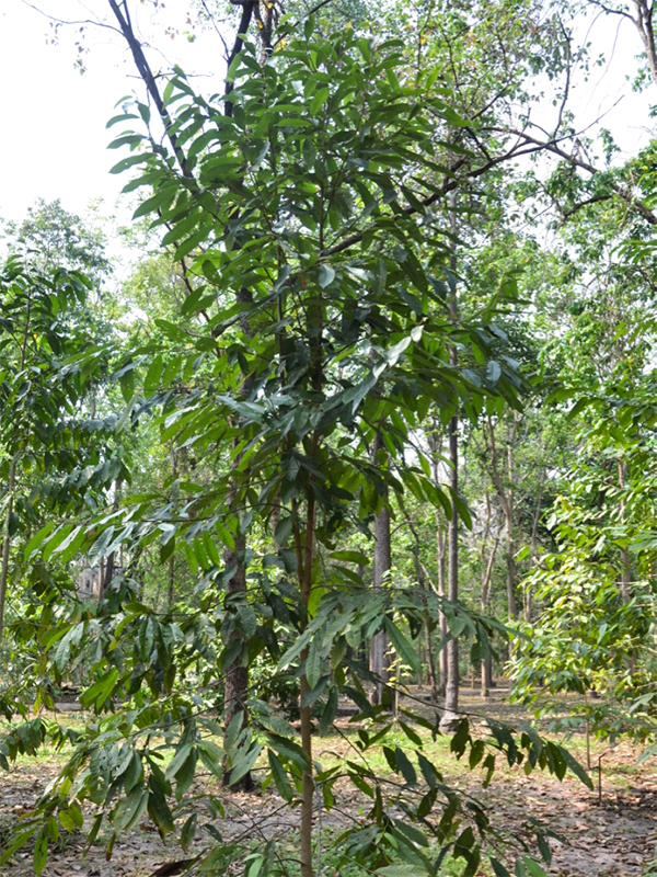 Magnolia baillonii, form.